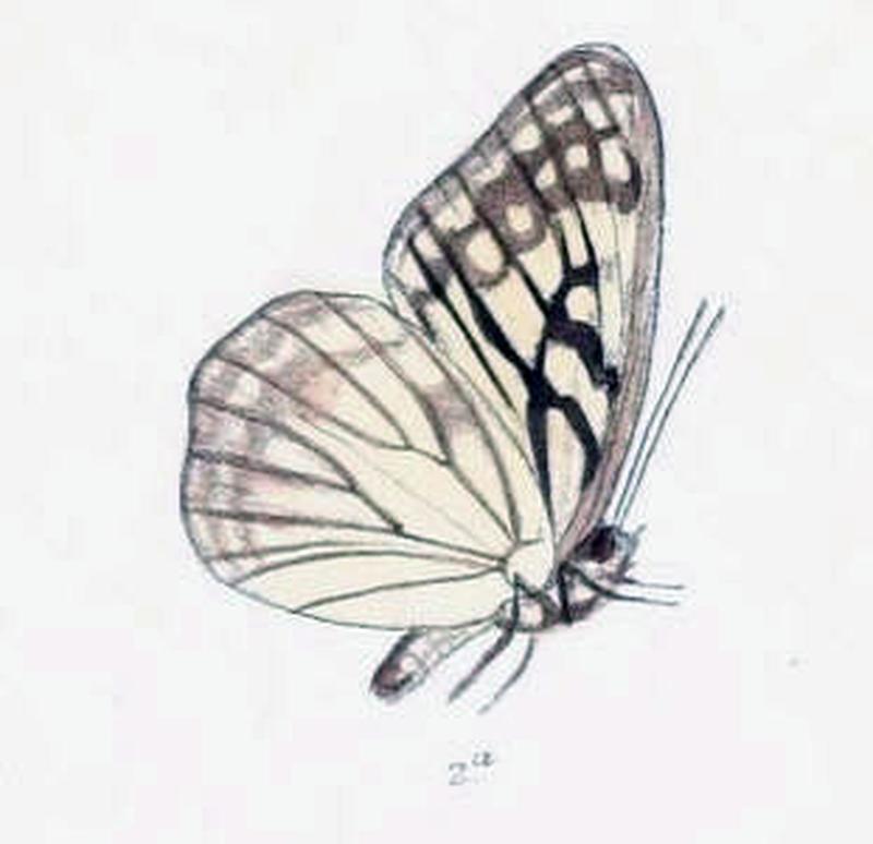 ParhestinaZella201 2a