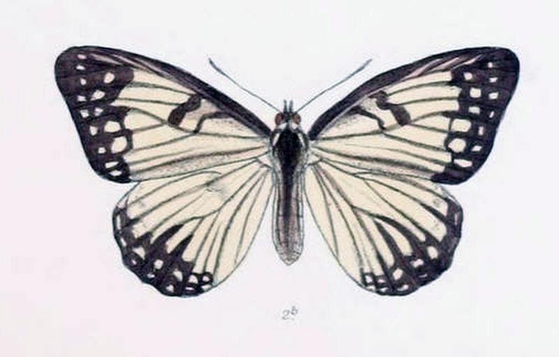 ParhestinaZella201 2b