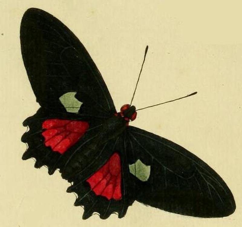 Parides aeneas female