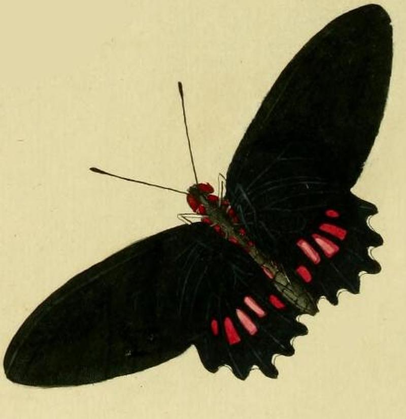 Parides aeneas female1