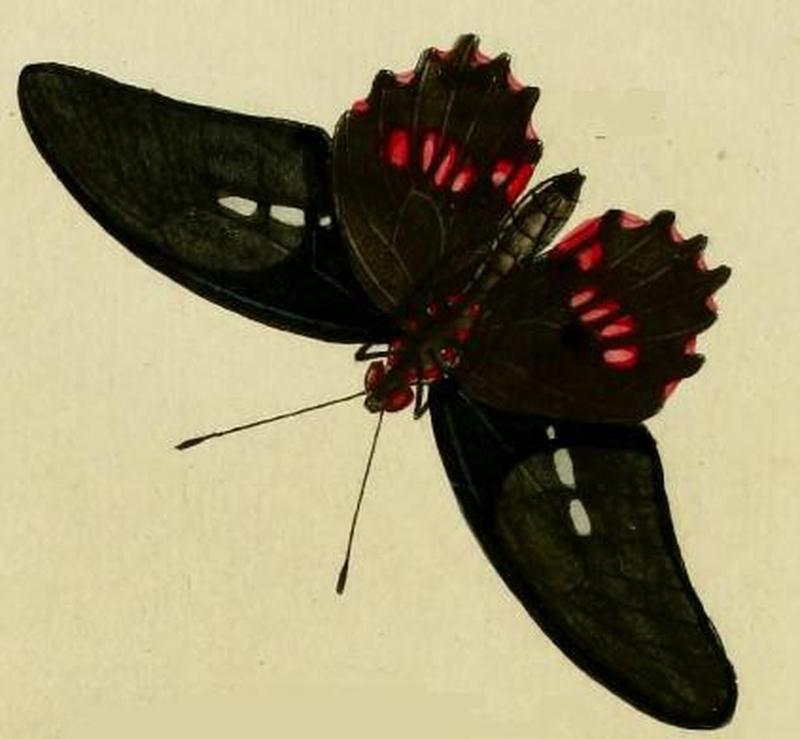 Parides aeneas male1