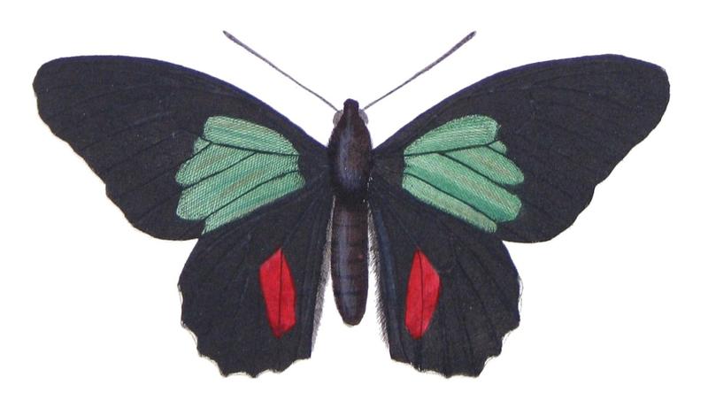 Parides childrenae latifasciata - Castelnau