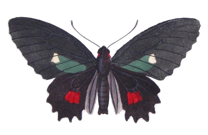 Parides erithalion zeuxis - Castelnau