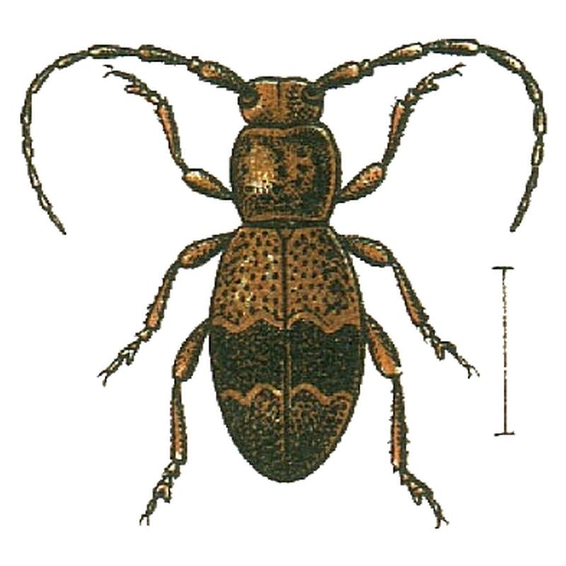 Parmena balteus