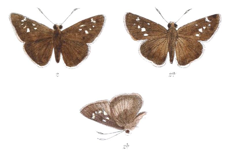 ParnaraCanaraica 833 2 Fitch