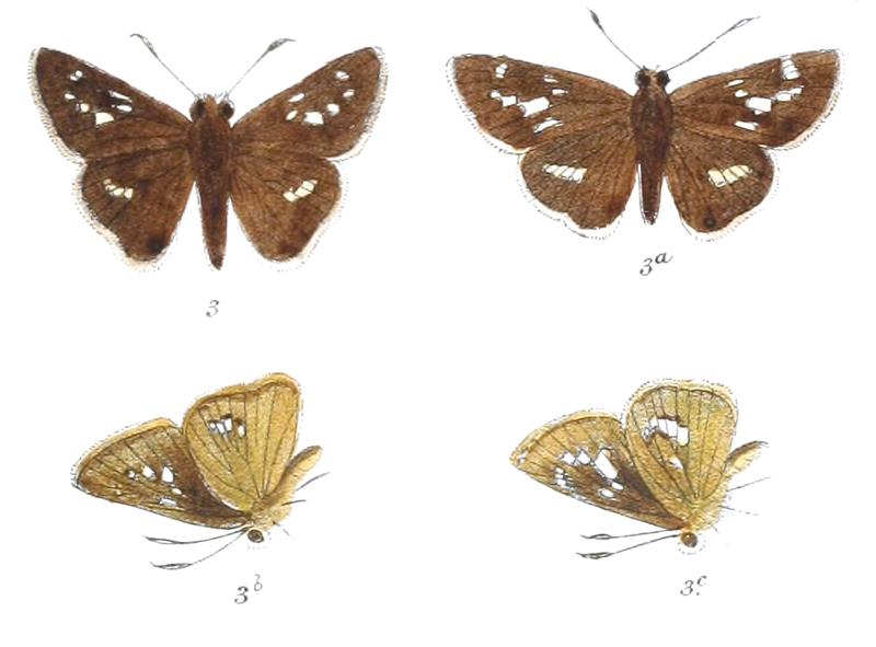 ParnaraGuttata 833 3 Fitch
