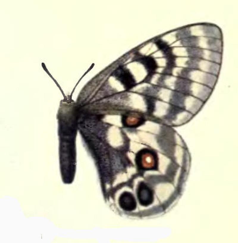ParnassiusImperatorAugustusBingham