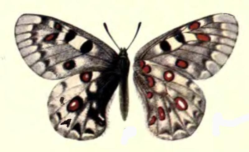 ParnassiusJacquemontiBingham