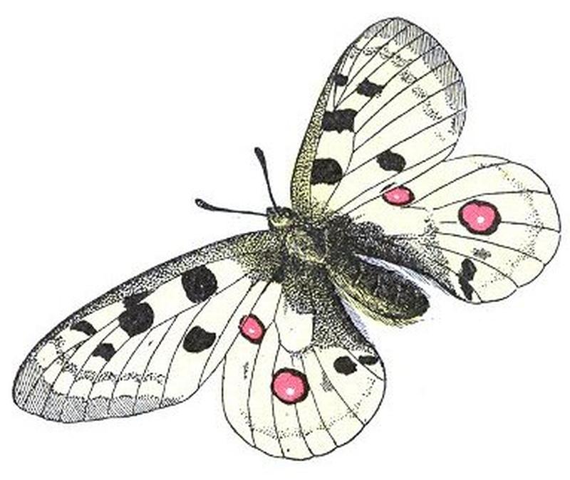 Parnassius apollo (Millot)