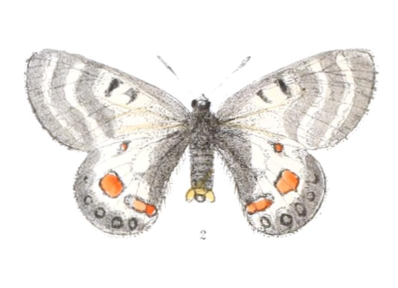 Parnassius atkinsoni 412