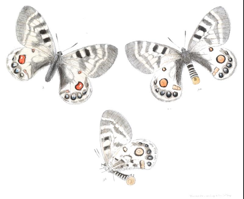 Parnassius charltonius 411