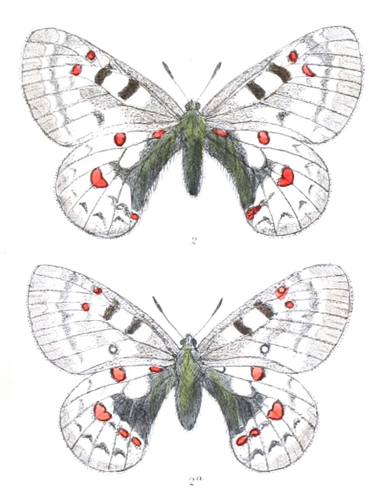 Parnassius chitralensis 406