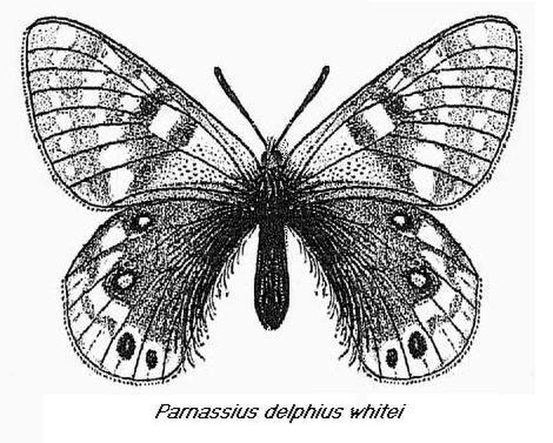 Parnassius delphius whitei