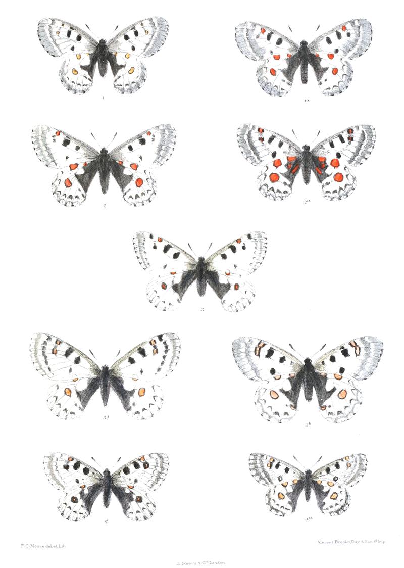 Parnassius epaphus 407