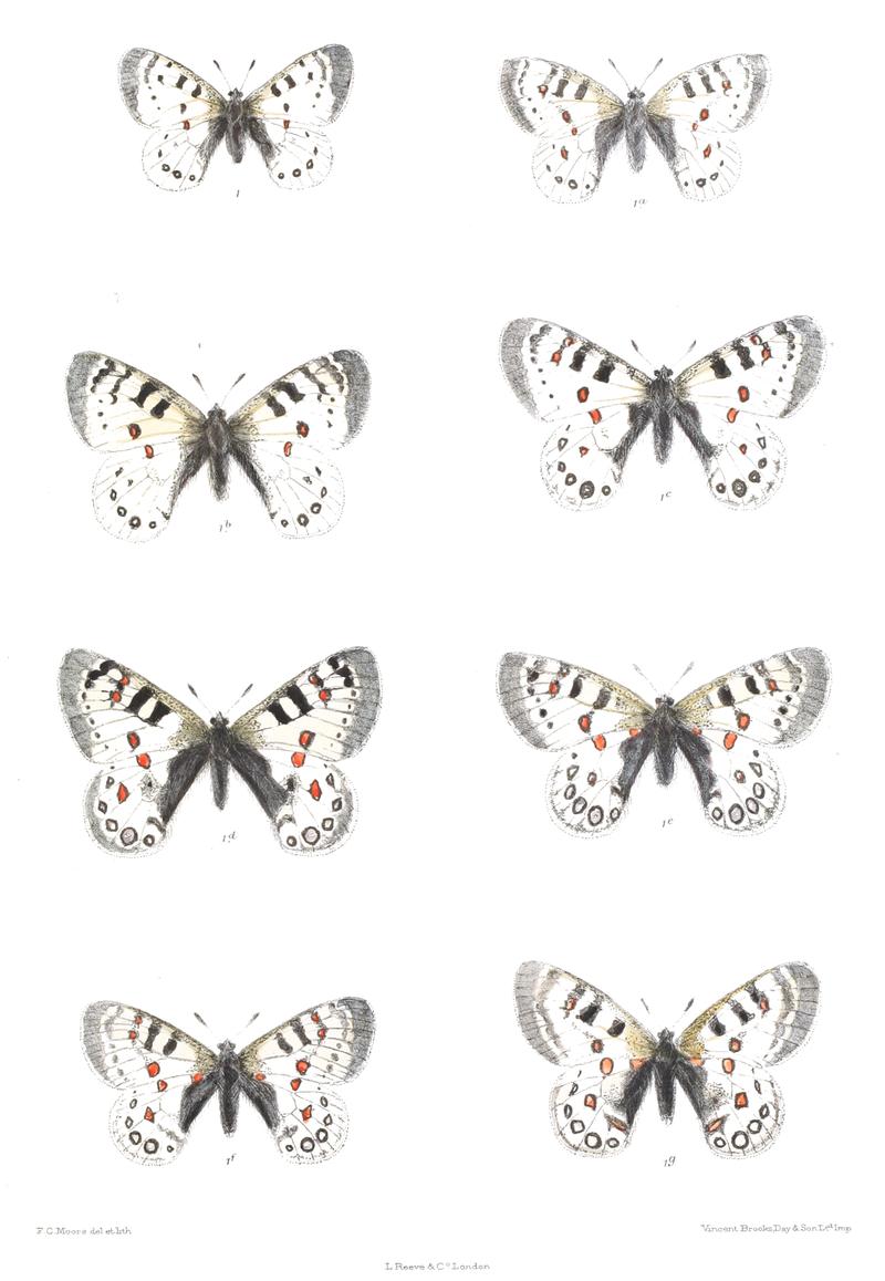 Parnassius hardwickii 408