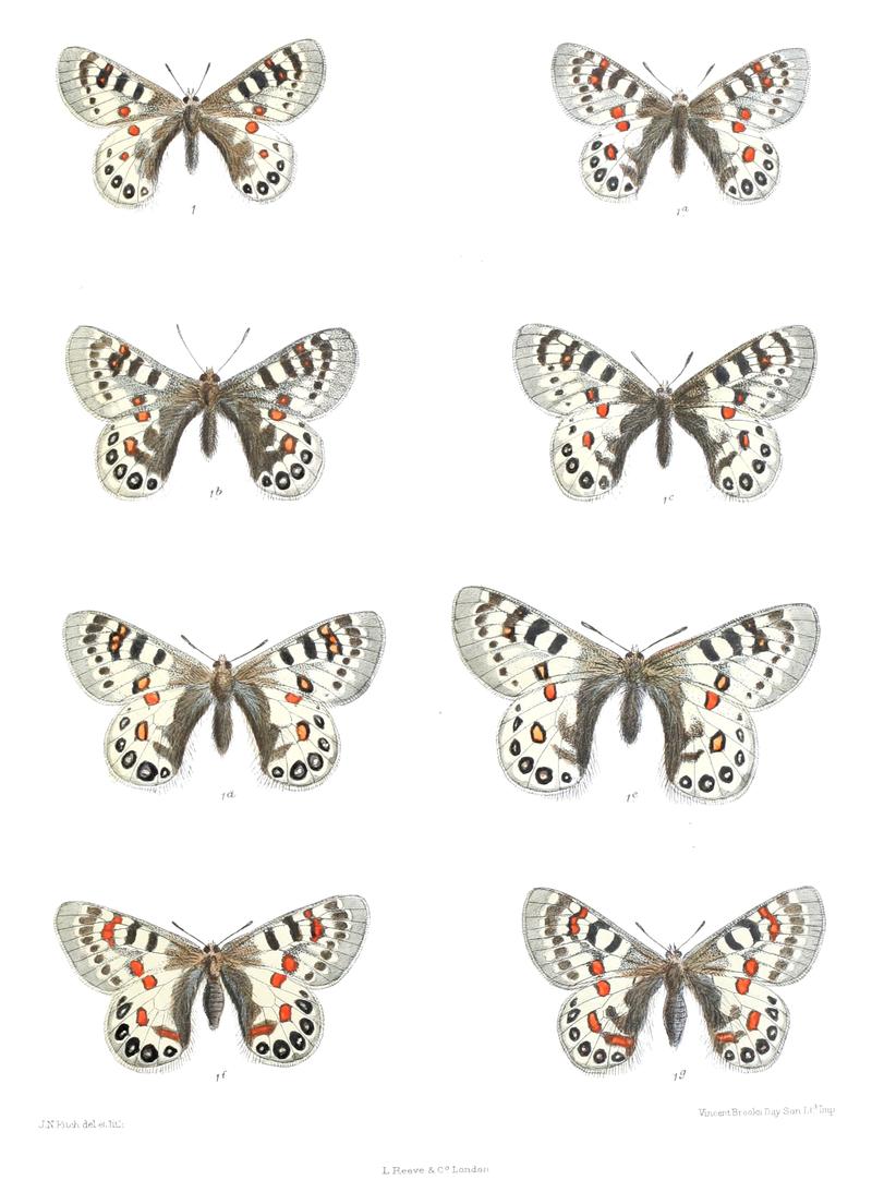 Parnassius hardwickii 409