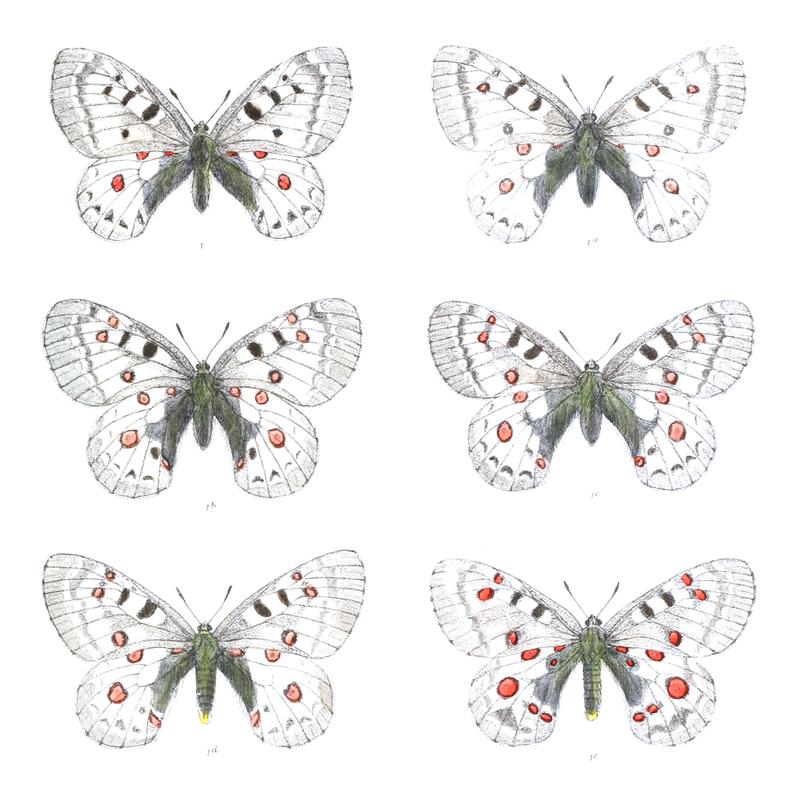 Parnassius jacquemontii 406