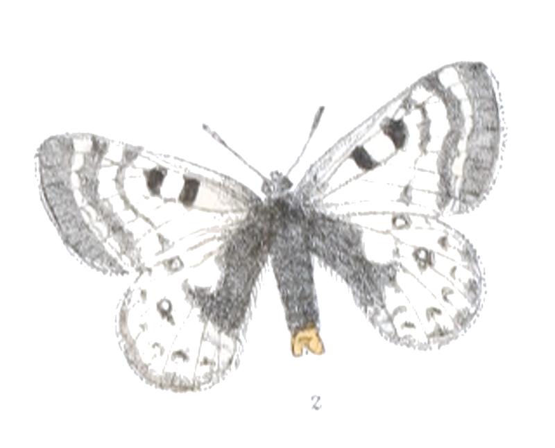 Parnassius simo 411