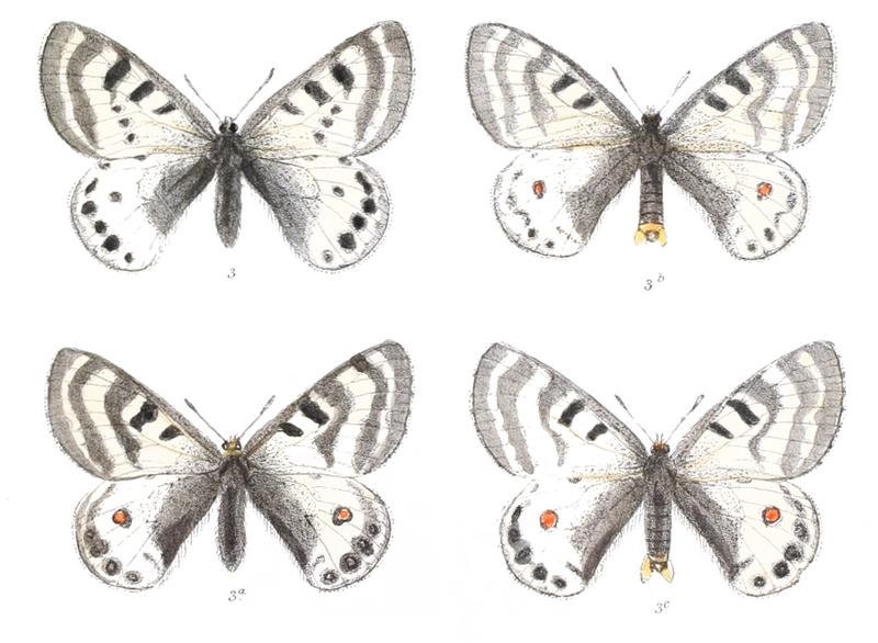 Parnassius stenosemus 412