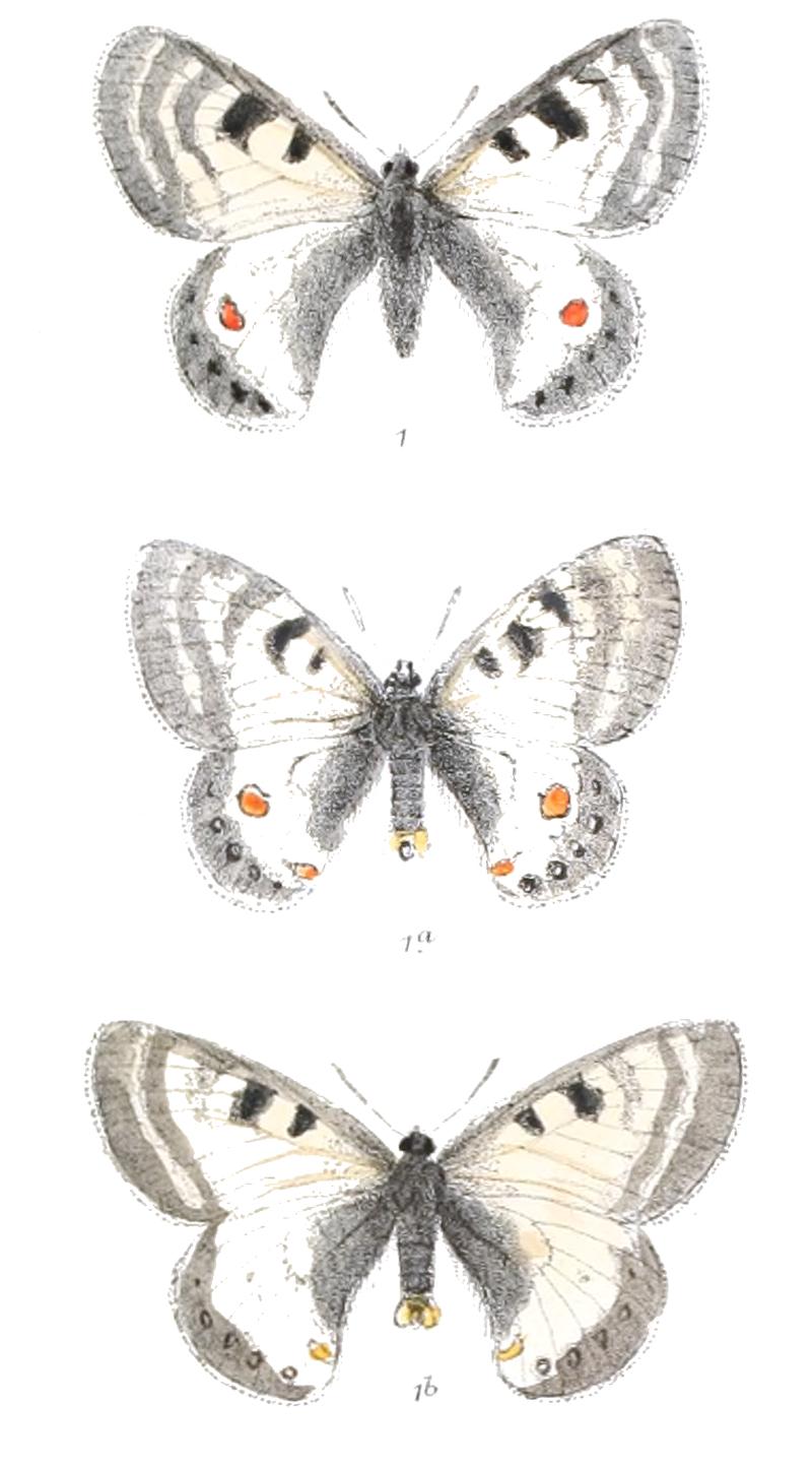 Parnassius stoliczkanus 412