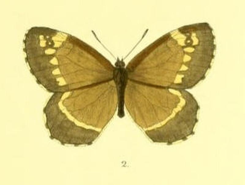 ParoeneisSikkimensis101 2