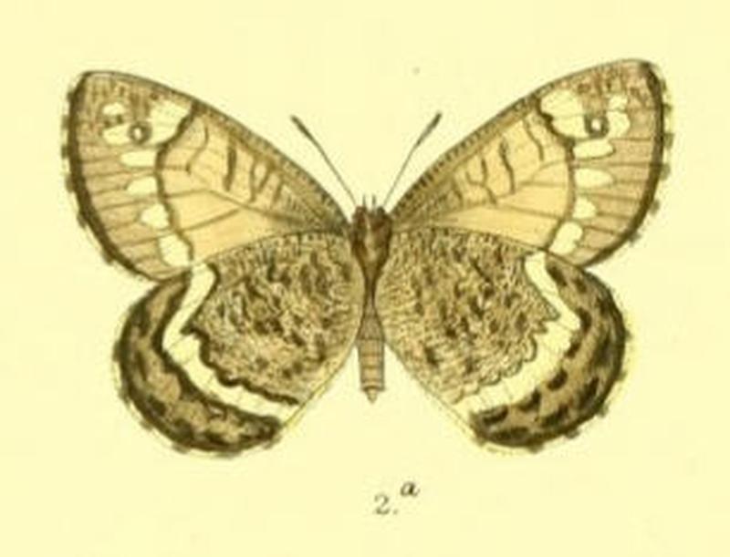 ParoeneisSikkimensis101 2a