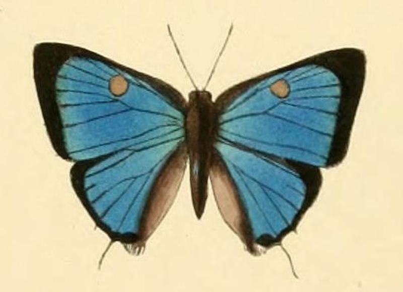 Parrhasius orgia