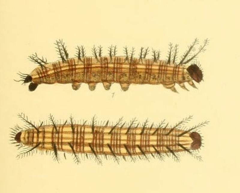 ParthenosCyaneus208 1-
