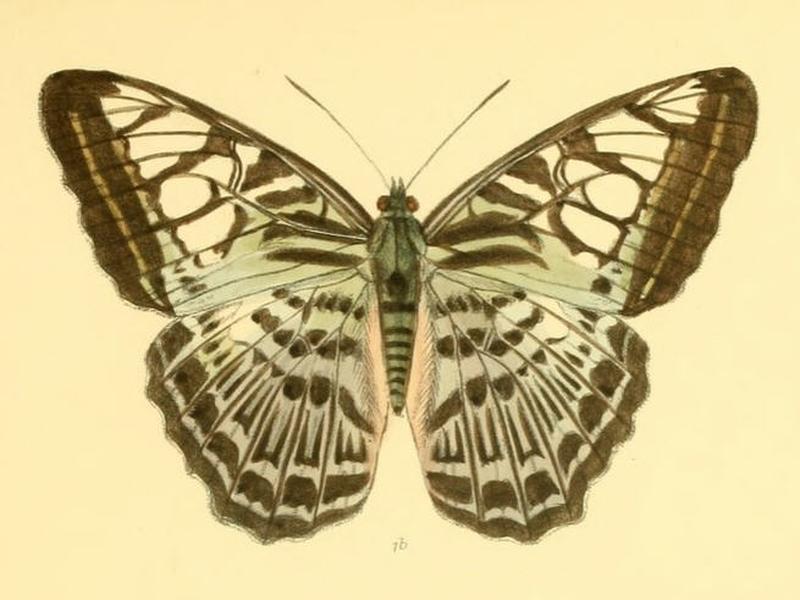 ParthenosCyaneus208 1b