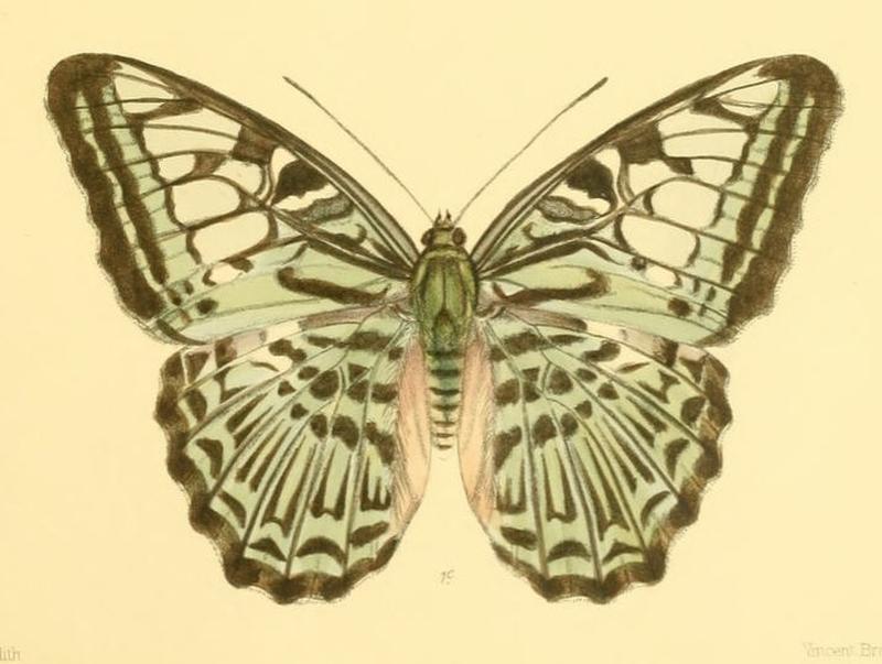 ParthenosCyaneus208 1c