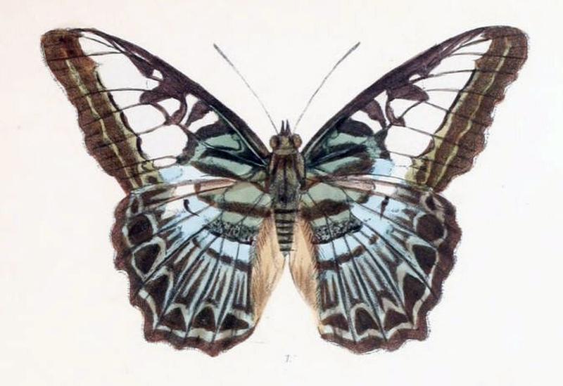 ParthenosGambrisius207 1