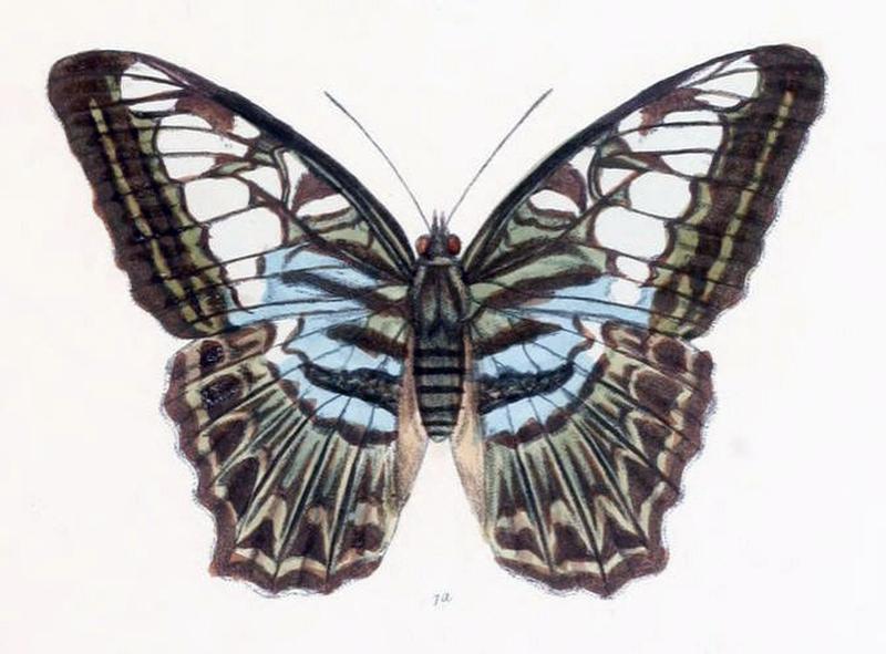 ParthenosGambrisius207 1a