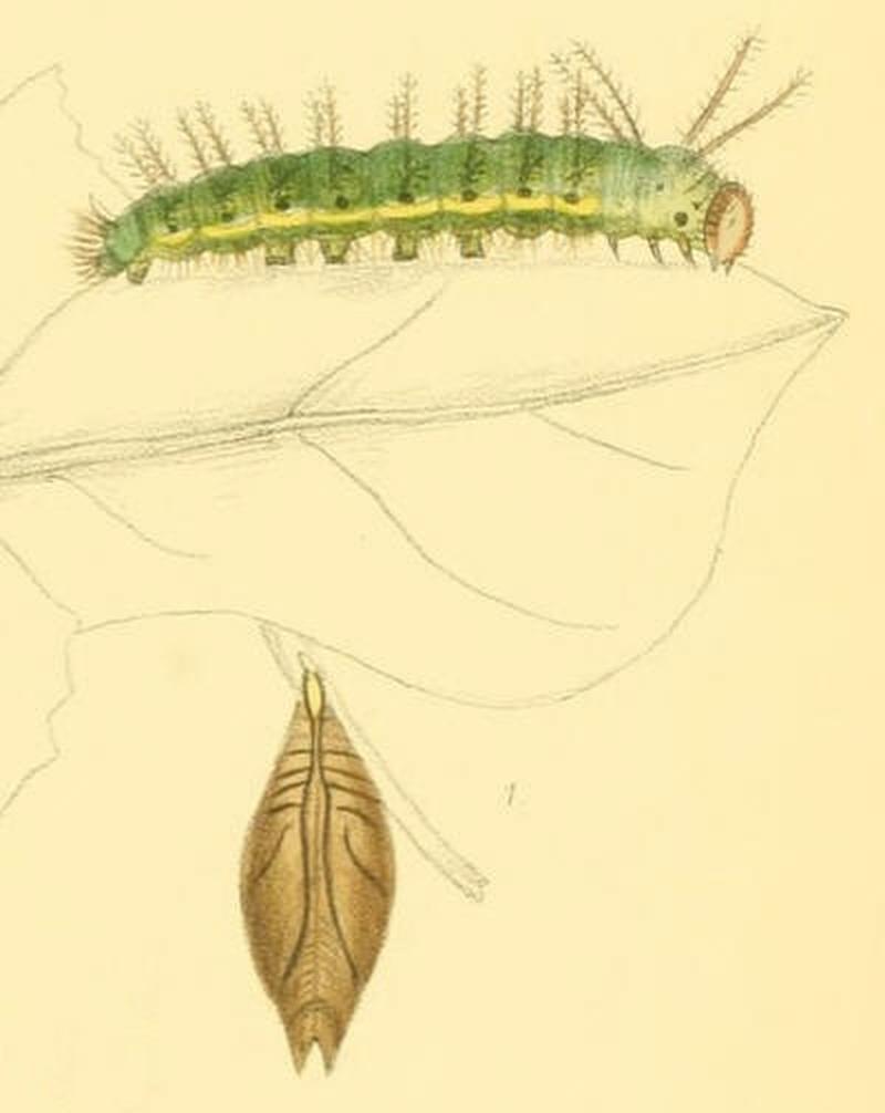 ParthenosVirens206 1