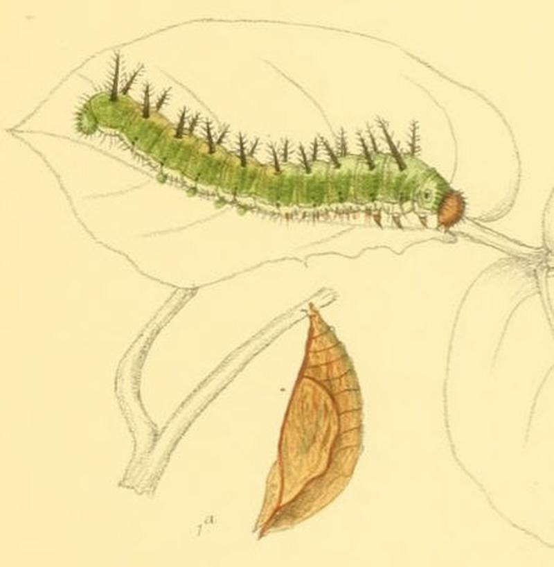 ParthenosVirens206 1a