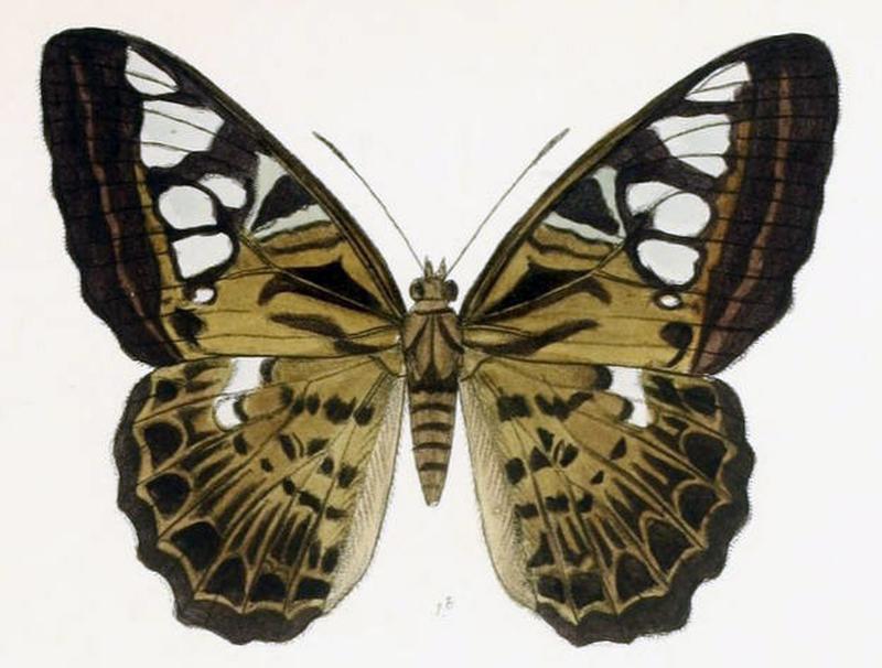 ParthenosVirens206 1b