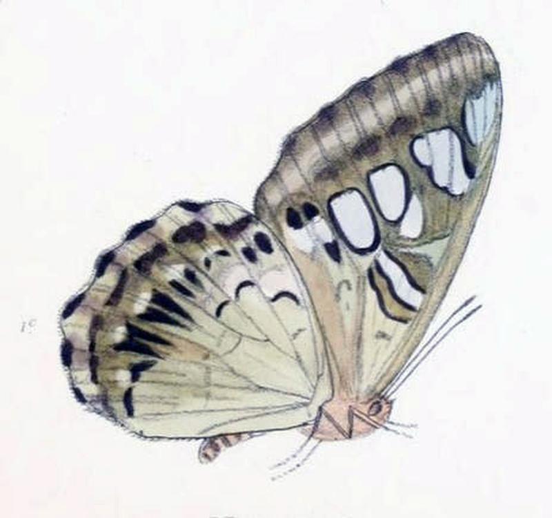 ParthenosVirens206 1c
