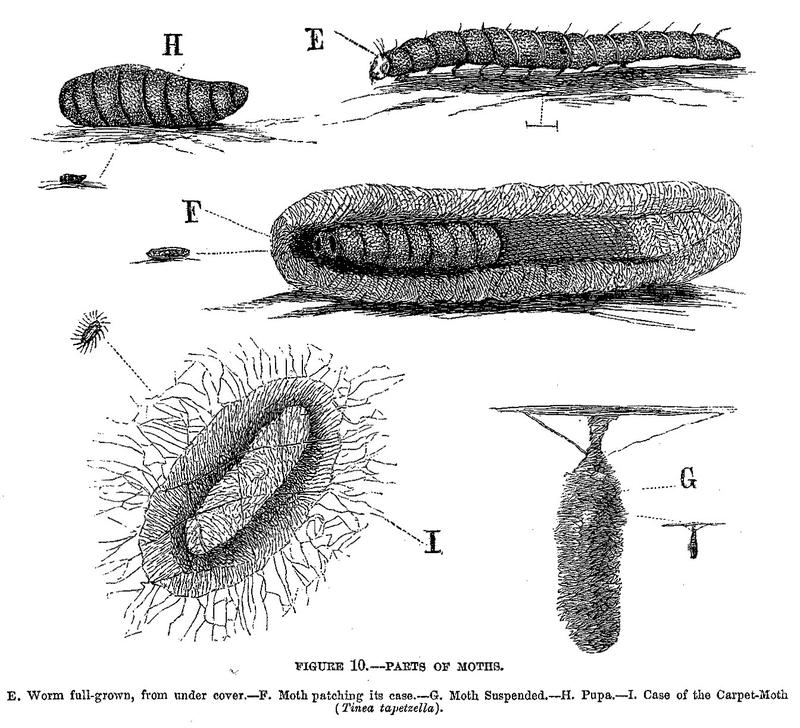 Parts of moths