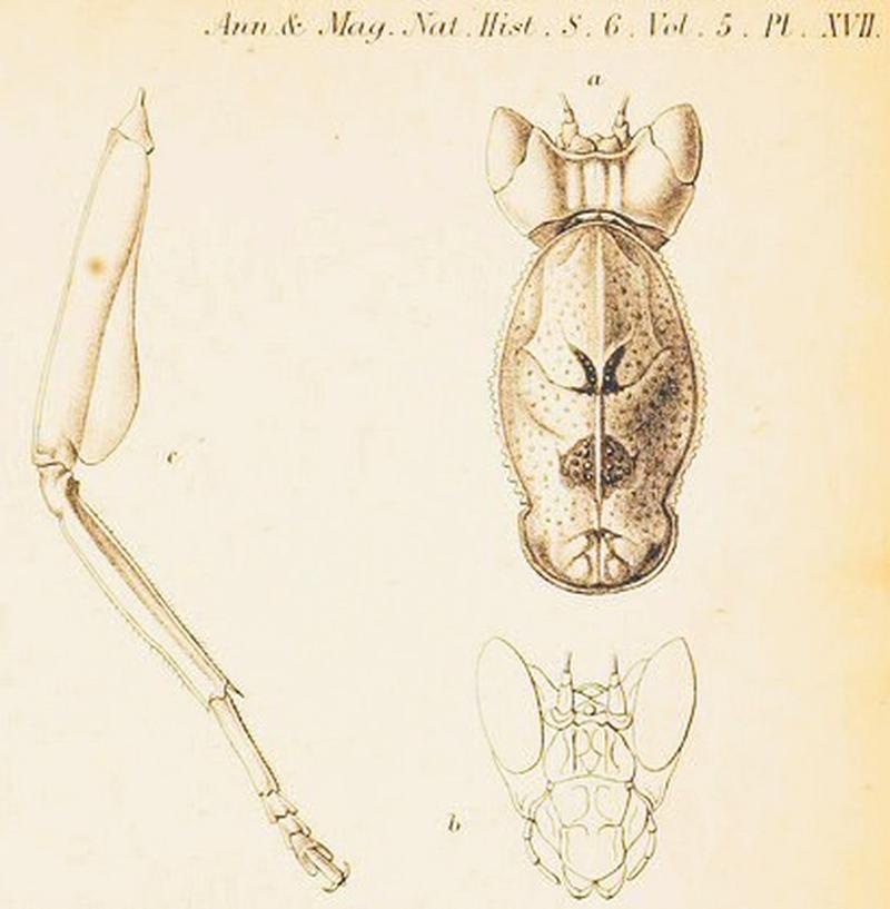 Parymenopus davisoni drawings by James Wood-Mason