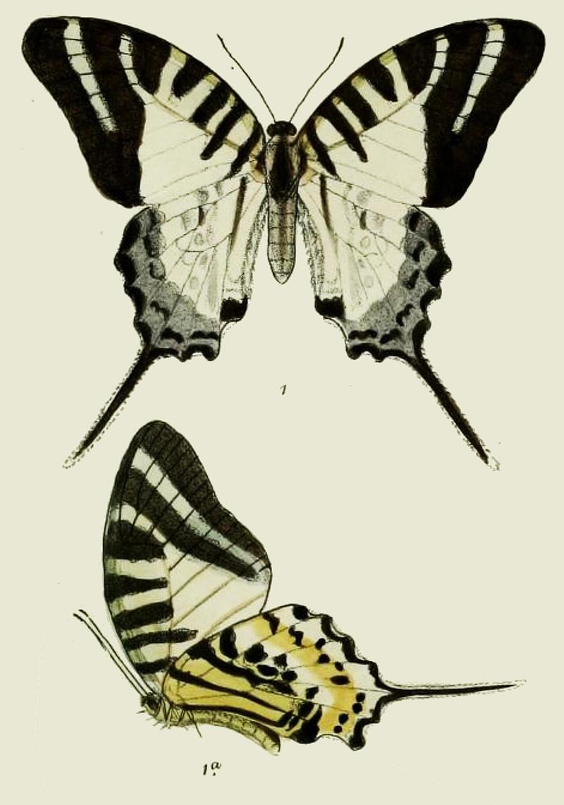 Pathysa nairaODMoore1903