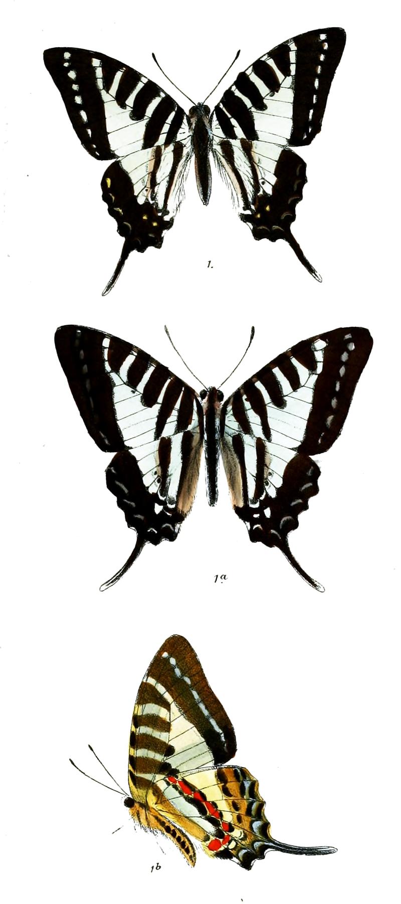 Pathysa pernomius 478