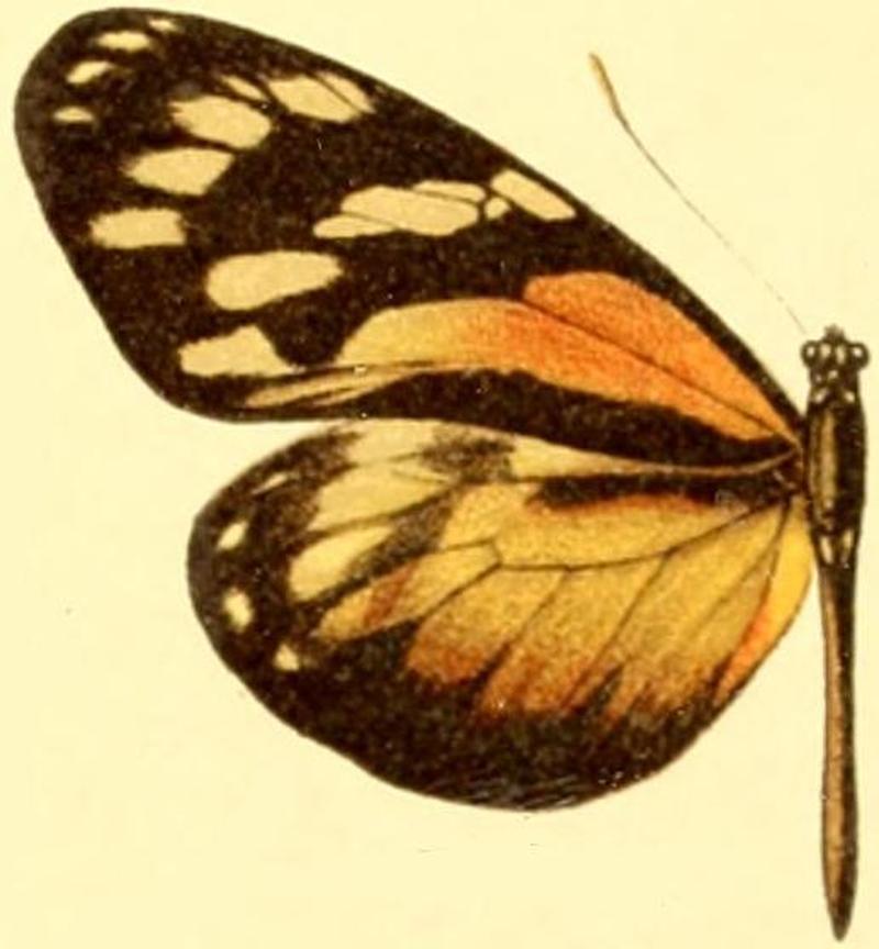 Patia cordillera female