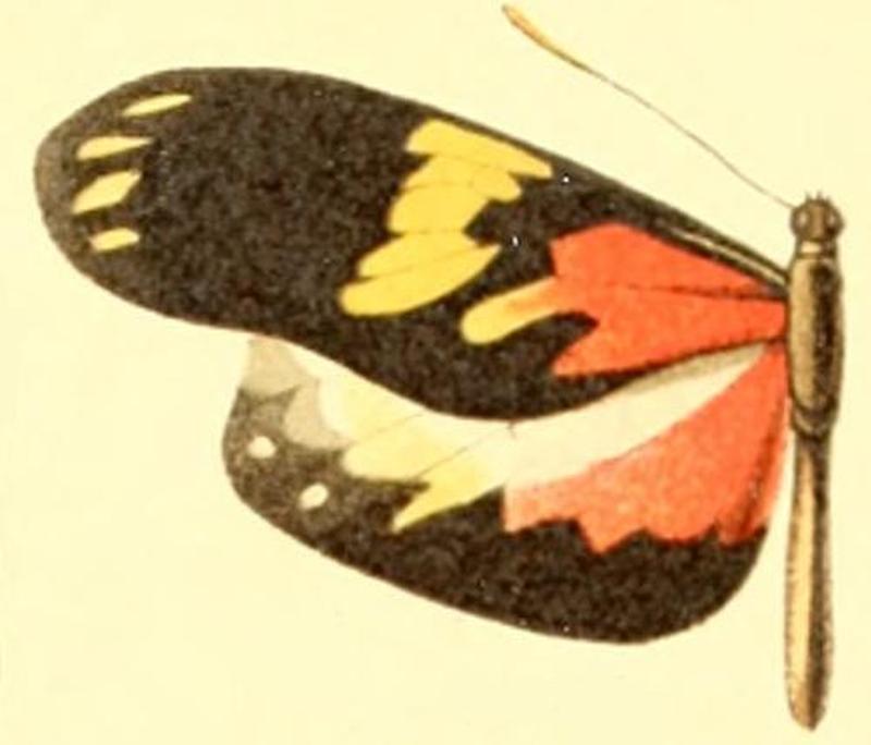 Patia cordillera larunda