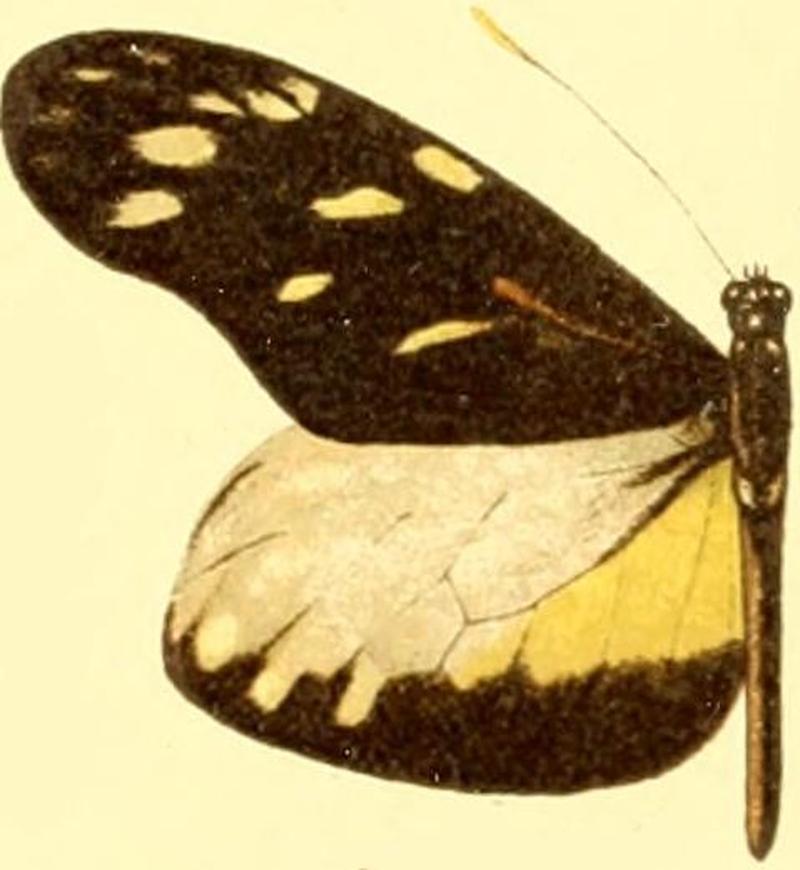 Patia cordillera male