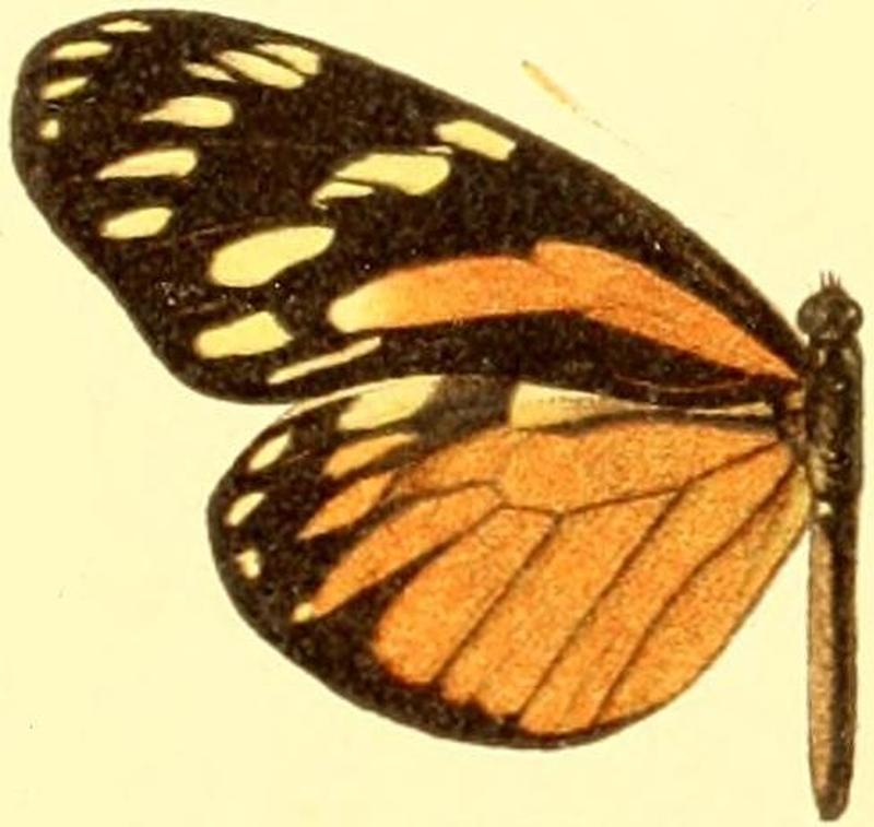 Patia cordillera sororna female