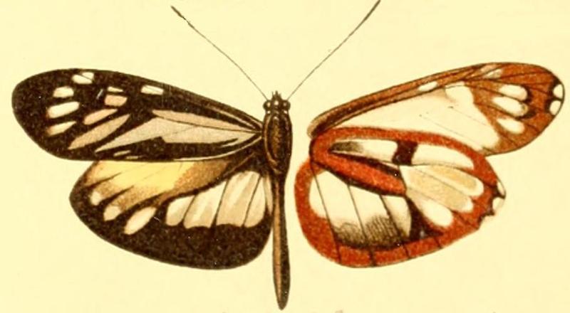 Patia rhetes hewitsoni