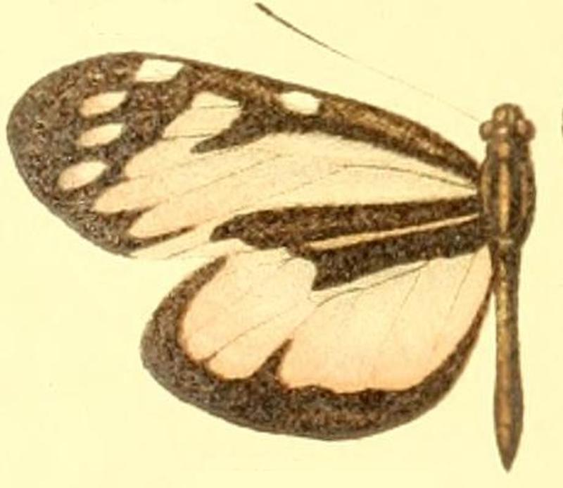 Patia rhetes hewitsoni female