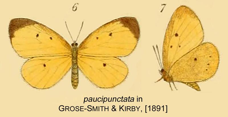 Paucipunctata inGSK1891