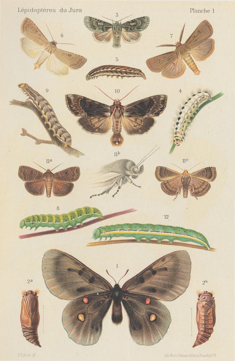 Lépidoptères du Jura – Planche 1