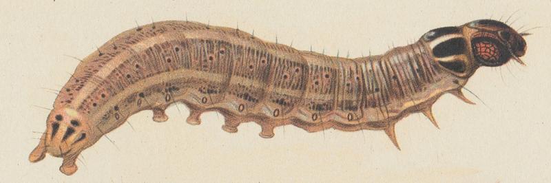 Paul Robert Apamea sordens