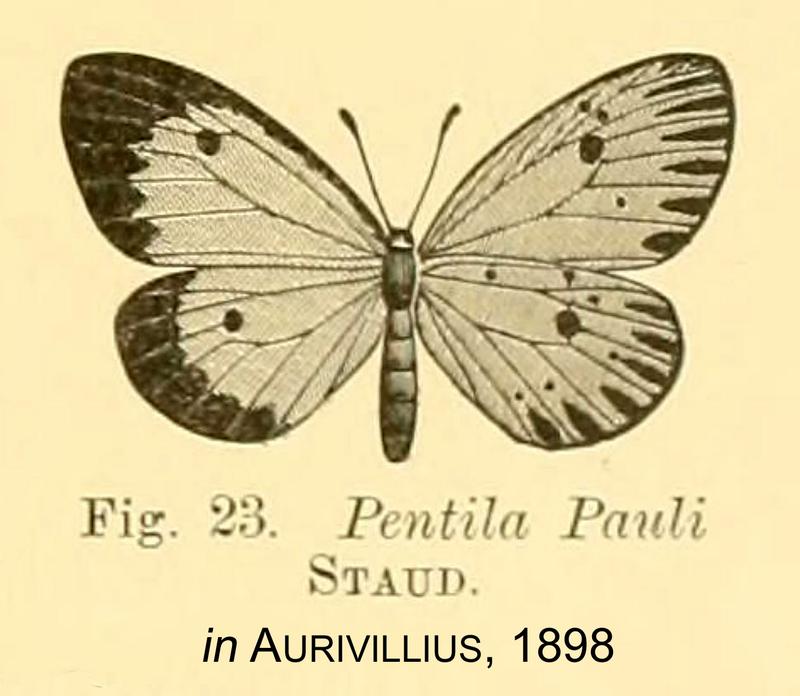 Pauli inAurivillius1898